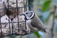 Lophophanes cristatus