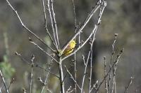 Emberiza citrinella