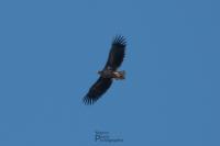 Haliaeetus albicilla