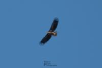 Haliaeetus albicilla