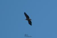 Haliaeetus albicilla