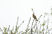 Anthus trivialis