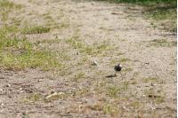Motacilla alba