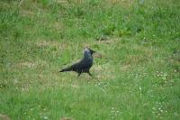 Corvus monedula