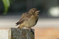 Phoenicurus phoenicurus