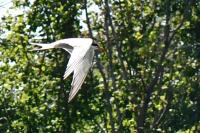 Sterna hirundo