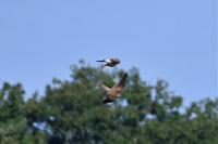 Falco tinnunculus