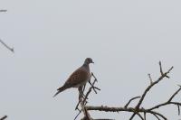 Streptopelia turtur