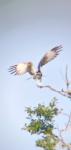 Pandion haliaetus