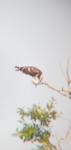 Pandion haliaetus
