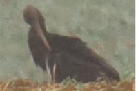 Ciconia nigra