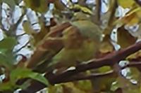 Emberiza cirlus