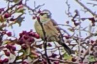 Emberiza cirlus