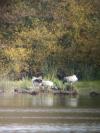 Grus grus