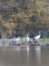 Grus grus