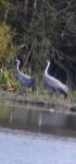 Grus grus