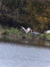 Grus grus
