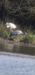 Grus grus