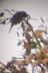 Acanthis flammea