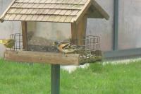 Fringilla montifringilla