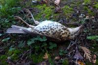 Turdus philomelos