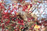 Turdus pilaris