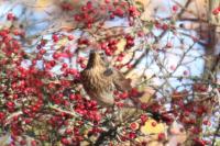 Turdus pilaris
