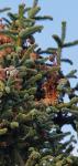 Periparus ater