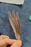 Turdus iliacus
