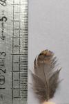 Scolopax rusticola