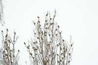 Chloris chloris