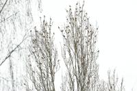 Chloris chloris