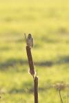 Emberiza schoeniclus
