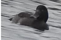 Aythya fuligula