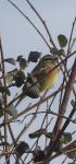 Emberiza cirlus