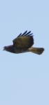 Buteo buteo