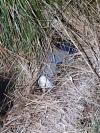 Ardea cinerea