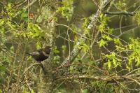 Turdus torquatus