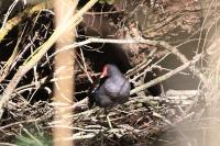 Gallinula chloropus