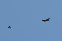 Accipiter nisus