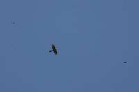 Accipiter nisus