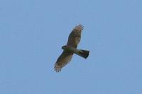 Accipiter nisus