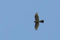 Accipiter nisus