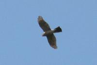 Accipiter nisus