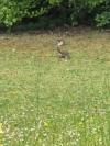 Picus viridis