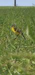 Motacilla flava