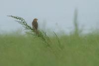 Emberiza calandra
