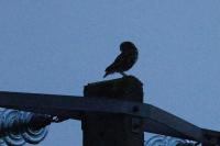 Athene noctua