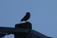 Athene noctua
