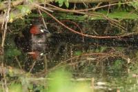 Tachybaptus ruficollis